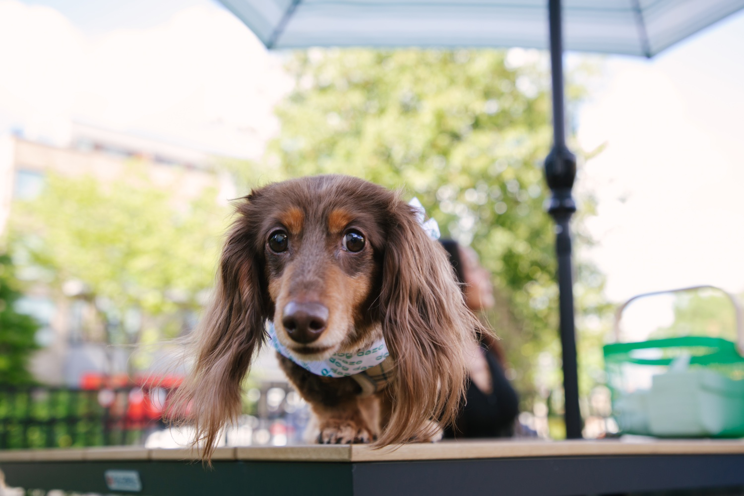 Small Dog Night at Dog Daze Social Club