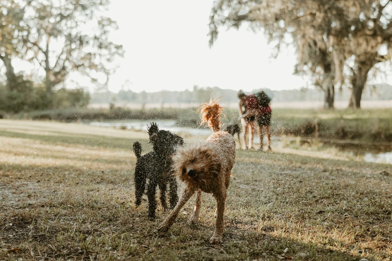 Canine Field Day: Off-Leash Farm Afternoon at Congaree and Penn