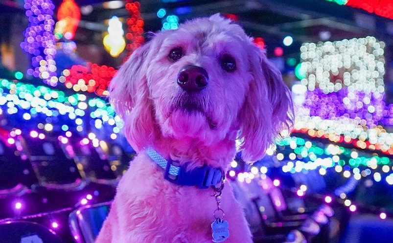 Bark in the Park Wednesday at Bright Nights York, WellSpan Park