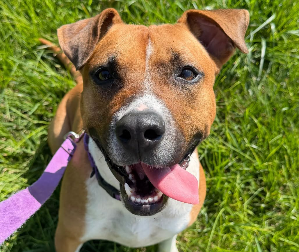 Black Friday Fee-Waived Adoption Event at Metro East Humane Society