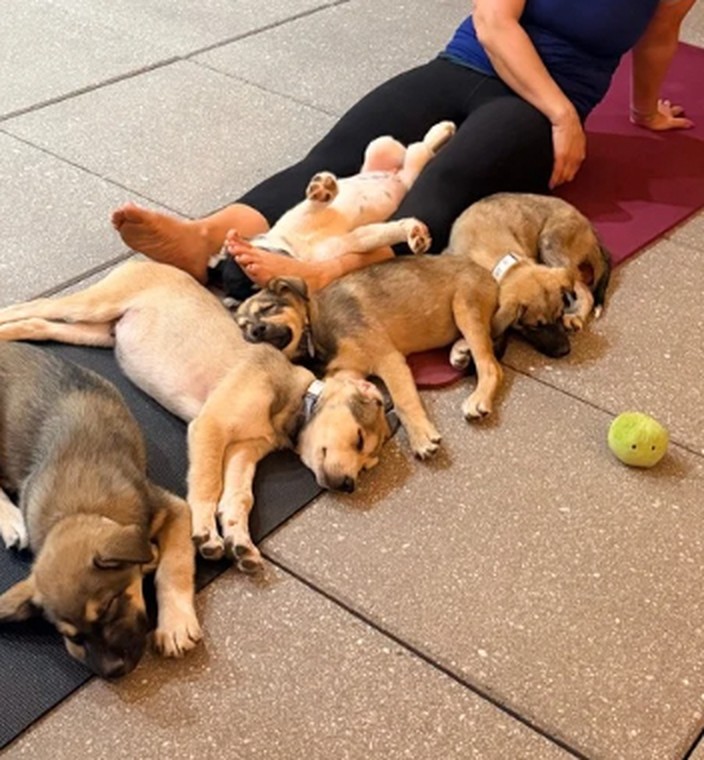 Rescue Puppy Yoga with Lifeline Puppy Rescue at Hilton Garden Inn Denver Union Station