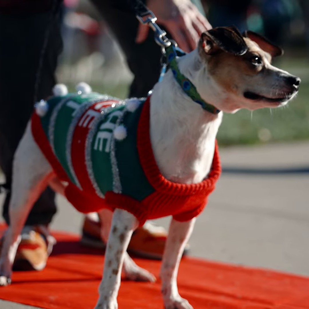 Santa Paws in the Park: Pet Parade & Costume Contest at Loose Park