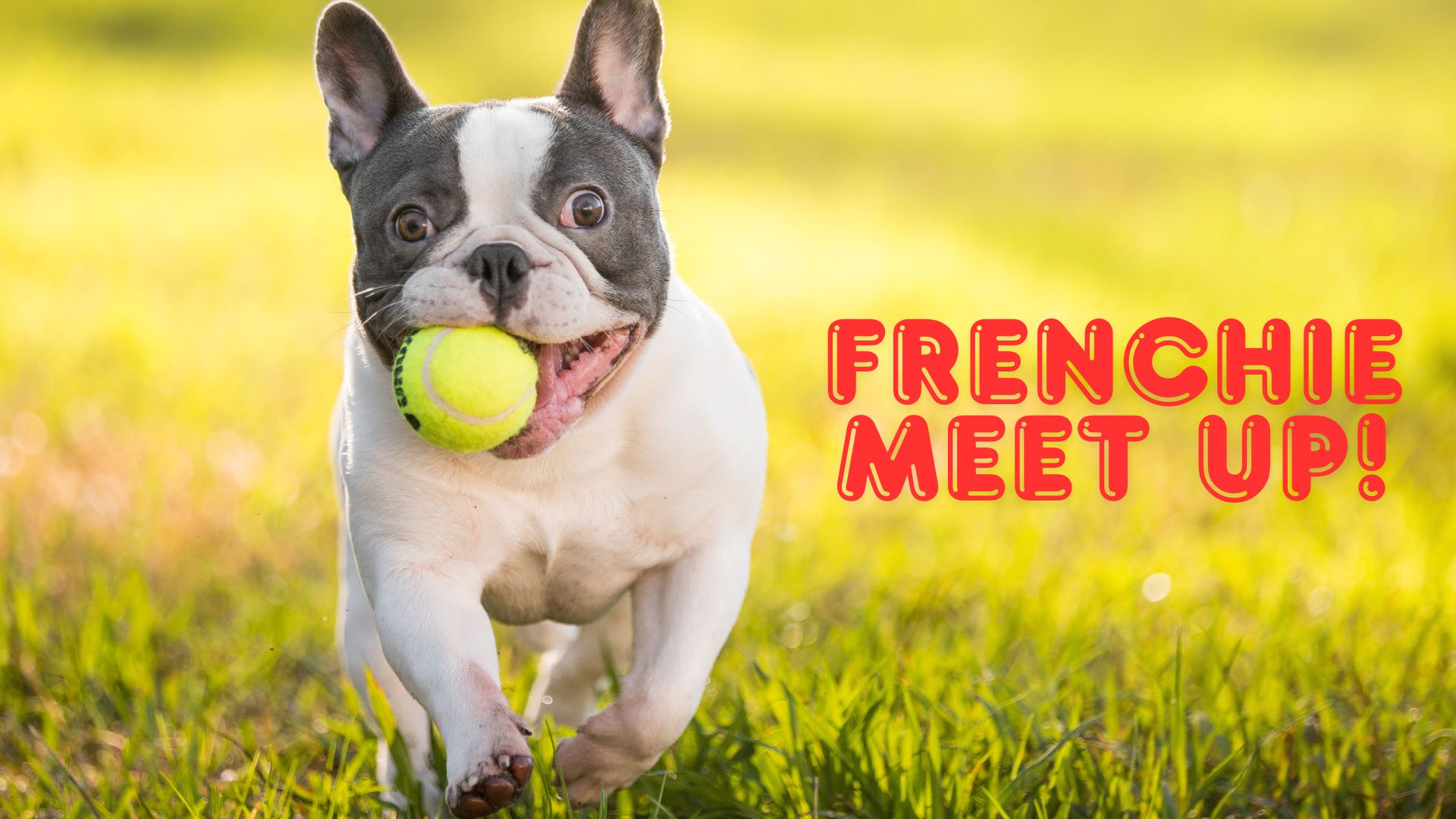 Frenchie Meet Up at The Bark Knoxville