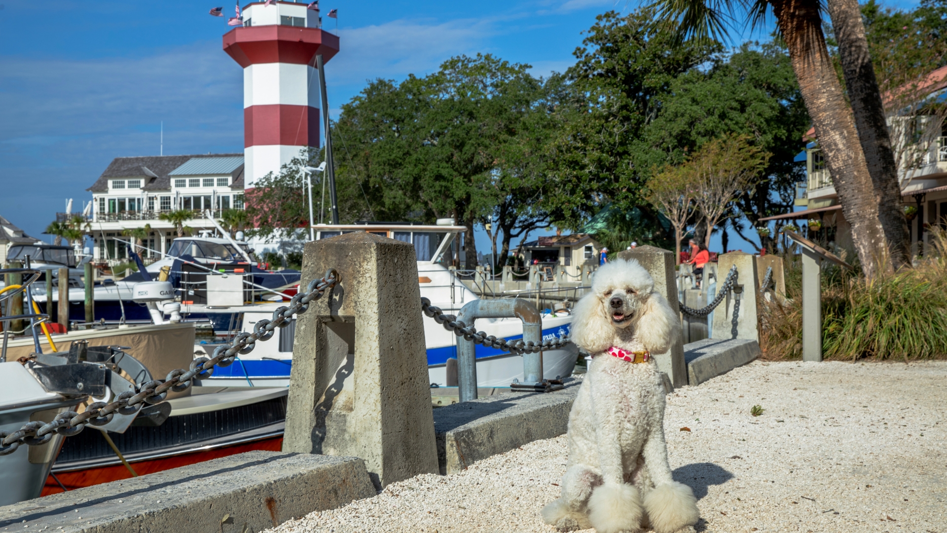 Paws and Claus Parade at Harbour Town