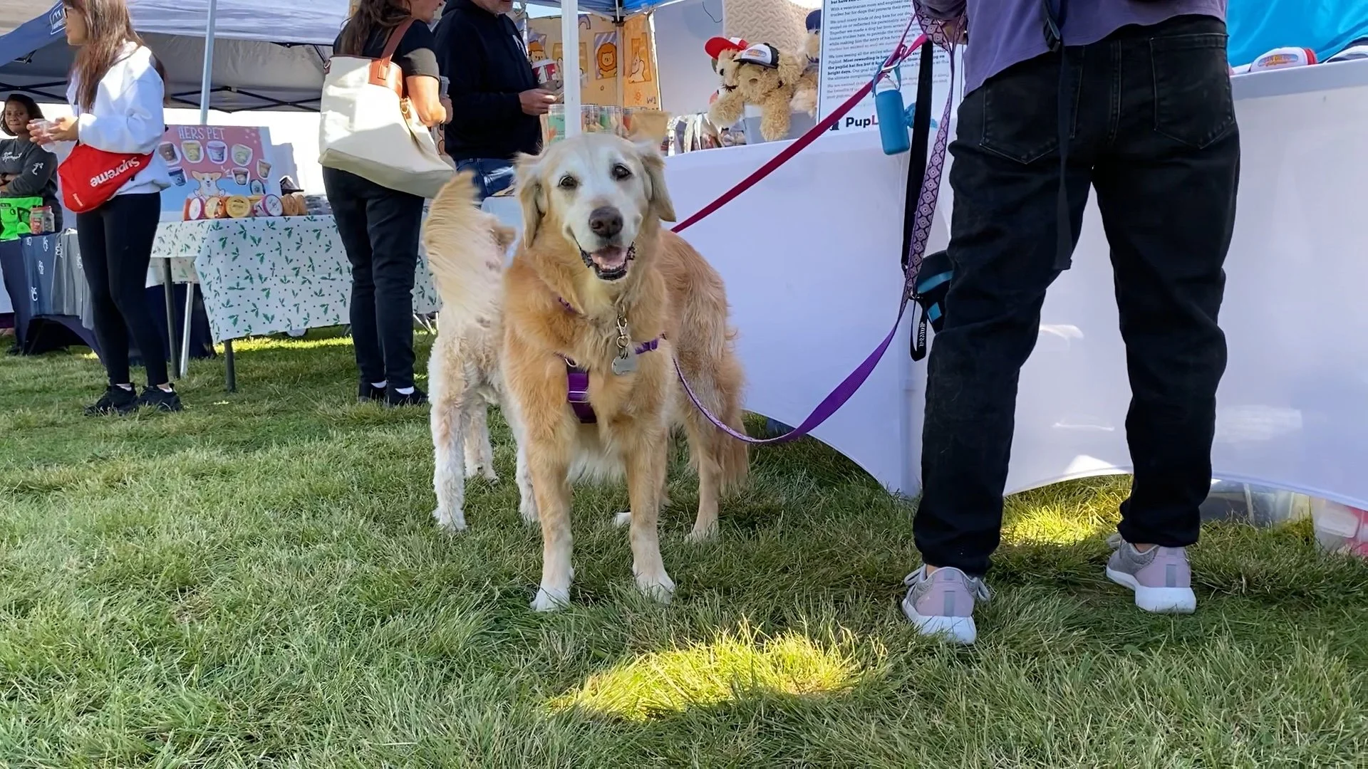 Phoenix Doggie Street Festival