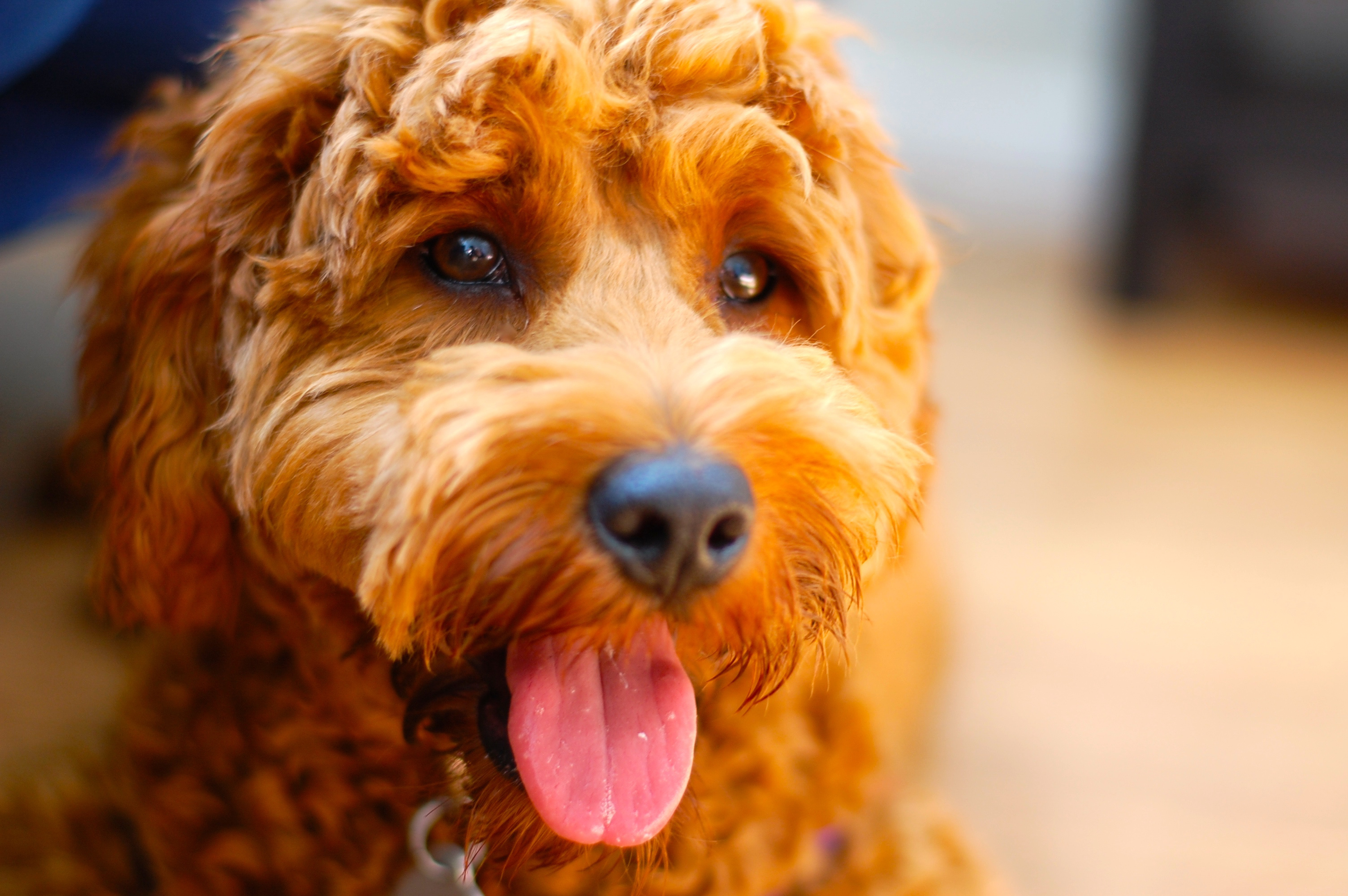 Lehigh Valley Pet Expo (Family Night — Bring Your Pet)