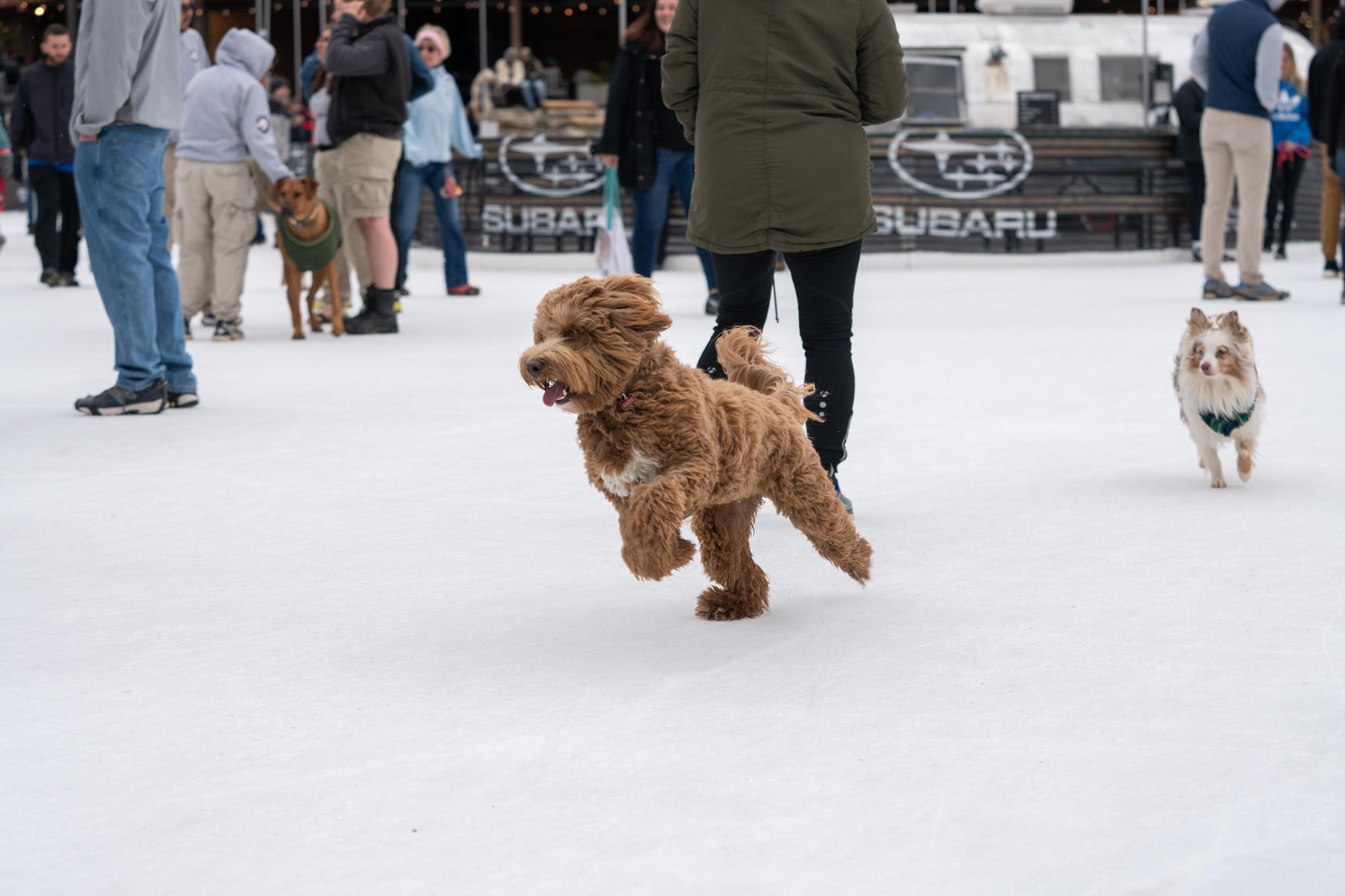 Dog Days of Winter at the Whitewater Center
