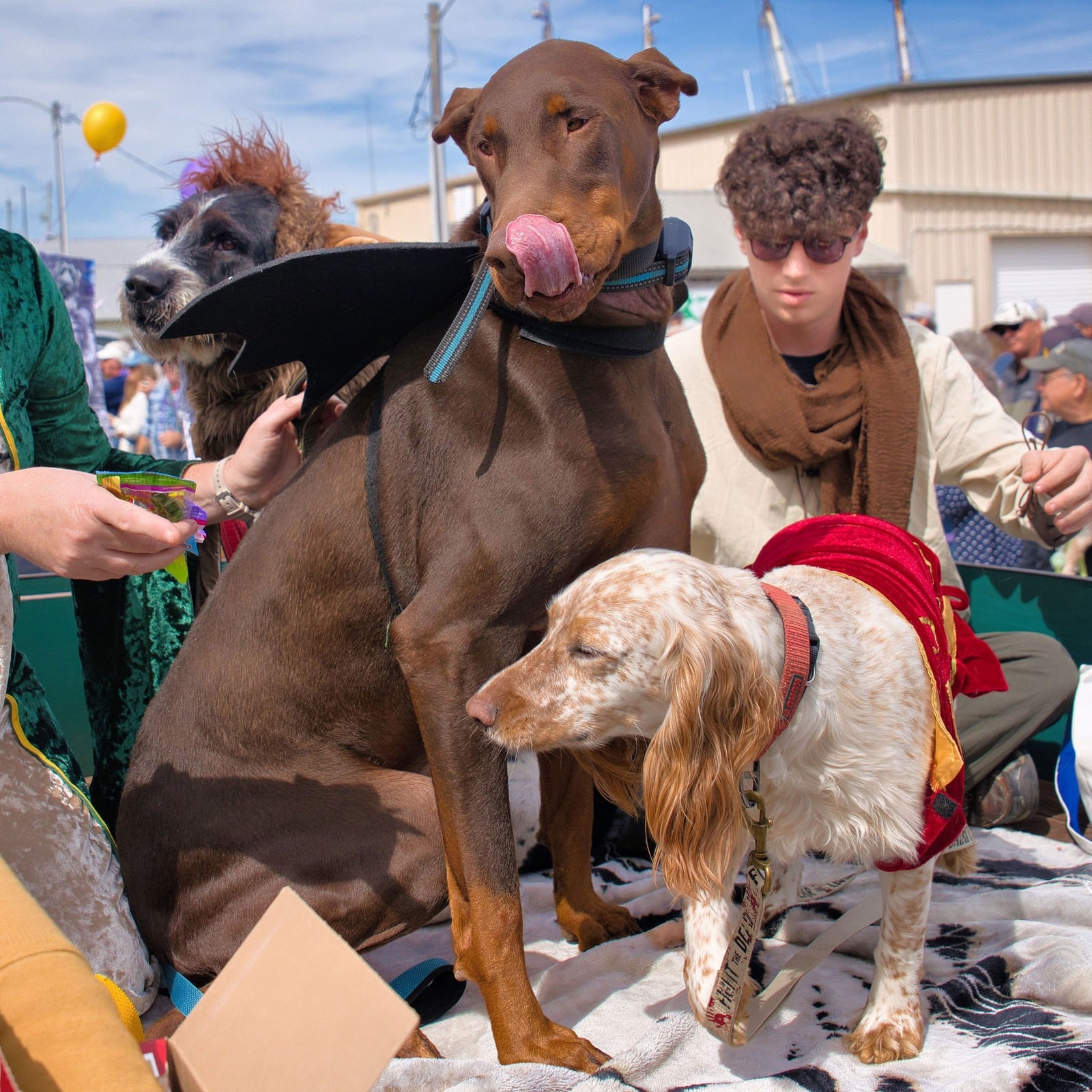 Apalachicola Salty Barkers Barkus Fido-Do Street Festival